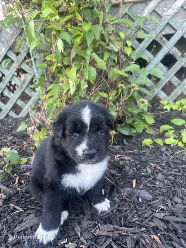 Brutus  – Australian Shepherd puppy for sale in Tamaqua, PA