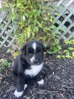 Brutus , a male Australian Shepherd for sale in Tamaqua, PA – 1 of 2