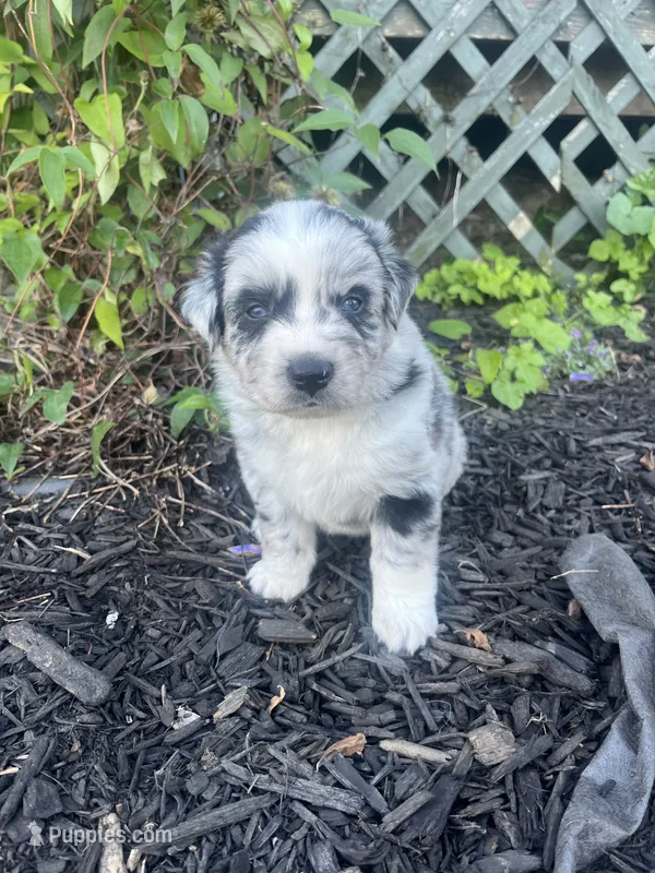 Bandi – Australian Shepherd puppy for sale in Tamaqua, PA