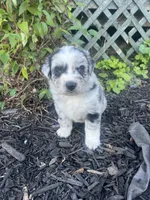 Bandi, a female Australian Shepherd for sale in Tamaqua, PA – 1 of 3