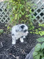 Bandi, a female Australian Shepherd for sale in Tamaqua, PA – 2 of 3