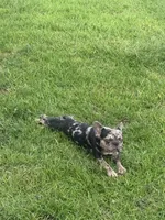 Bandit , a male French Bulldog for sale in Slidell, LA – 2 of 7