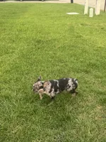 Bandit , a male French Bulldog for sale in Slidell, LA – 4 of 7