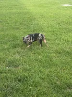 Bandit , a male French Bulldog for sale in Slidell, LA – 3 of 7