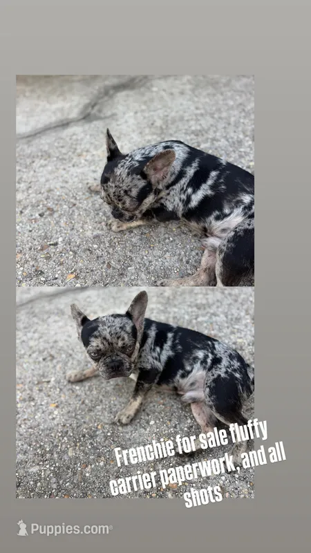 Bandit  – French Bulldog puppy for sale in Slidell, LA