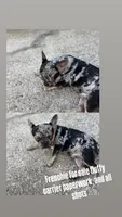 Bandit , a male French Bulldog for sale in Slidell, LA – 1 of 7