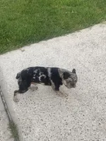Bandit , a male French Bulldog for sale in Slidell, LA – 6 of 7