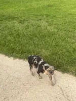 Bandit , a male French Bulldog for sale in Slidell, LA – 5 of 7