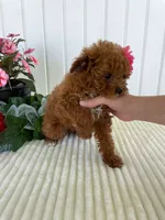 Ribbon, a female Miniature Goldendoodle for sale in Montgomery, MI – 3 of 9