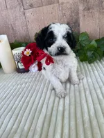 Miss Weaver, a female Miniature Goldendoodle for sale in Montgomery, MI – 5 of 10