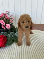 Thistle , a male Miniature Goldendoodle for sale in Montgomery, MI – 7 of 10