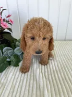 Starlight , a female Miniature Goldendoodle for sale in Montgomery, MI – 8 of 10