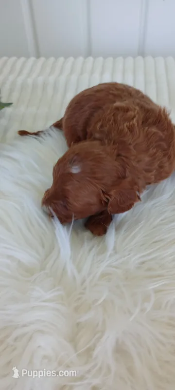 Jayden – Miniature Goldendoodle puppy for sale in Montgomery, MI