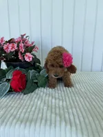 Daffodil, a female Miniature Goldendoodle for sale in Montgomery, MI – 10 of 10