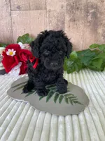 Miss Warbler, a female Miniature Goldendoodle for sale in Montgomery, MI – 2 of 9
