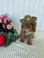 James , a male Miniature Goldendoodle for sale in Montgomery, MI – 7 of 10