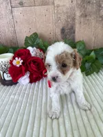 Miss Waffle, a female Miniature Goldendoodle for sale in Montgomery, MI – 8 of 8