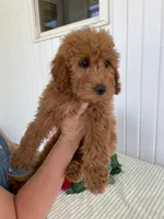 May, a female Miniature Goldendoodle for sale in Montgomery, MI – 2 of 9
