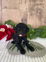 Miss Waxwing, a female Miniature Goldendoodle for sale in Montgomery, MI – 5 of 9