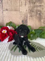 Miss Waxwing, a female Miniature Goldendoodle for sale in Montgomery, MI – 4 of 9