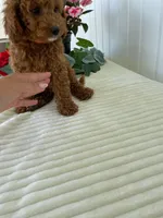 Century , a male Miniature Goldendoodle for sale in Montgomery, MI – 5 of 9