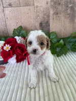 Miss Waffle, a female Miniature Goldendoodle for sale in Montgomery, MI – 2 of 8