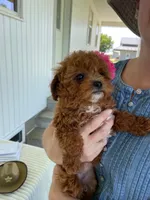 Ribbon, a female Miniature Goldendoodle for sale in Montgomery, MI – 6 of 9