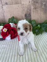 Miss Waffle, a female Miniature Goldendoodle for sale in Montgomery, MI – 6 of 8