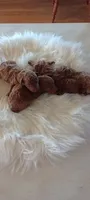 Male Mini Goldendoodle #1, a male Miniature Goldendoodle for sale in Montgomery, MI – 3 of 4