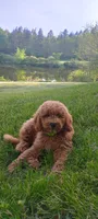 Peter, a male Miniature Goldendoodle for sale in Montgomery, MI – 5 of 6