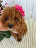 Ribbon, a female Miniature Goldendoodle for sale in Montgomery, MI – 9 of 9