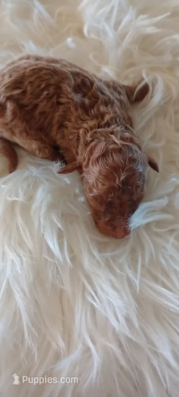 Miss Princess – Miniature Goldendoodle puppy for sale in Montgomery, MI