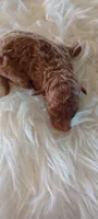 Male Mini Goldendoodle #1, a male Miniature Goldendoodle for sale in Montgomery, MI – 4 of 4