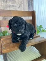 Miss Waxwing, a female Miniature Goldendoodle for sale in Montgomery, MI – 2 of 9