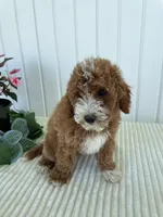 Rose, a female Miniature Goldendoodle for sale in Montgomery, MI – 3 of 10