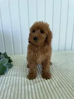 May, a female Miniature Goldendoodle for sale in Montgomery, MI – 7 of 9