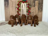Mr. Cloudy, a male Miniature Goldendoodle for sale in Montgomery, MI – 2 of 4