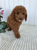 Starlight , a female Miniature Goldendoodle for sale in Montgomery, MI – 2 of 10
