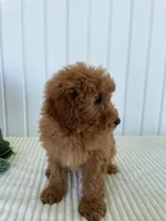 May, a female Miniature Goldendoodle for sale in Montgomery, MI – 5 of 9