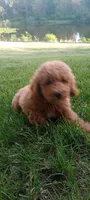 Peter, a male Miniature Goldendoodle for sale in Montgomery, MI – 4 of 6