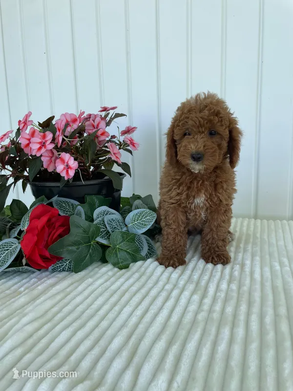 Homestead  – Miniature Goldendoodle puppy for sale in Montgomery, MI