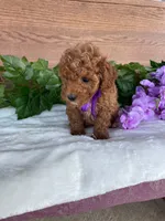 Miss Lilac, a female Cavapoo and Poodle - Miniature  for sale in Montgomery, MI – 5 of 10