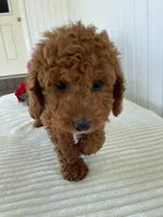 Century , a male Miniature Goldendoodle for sale in Montgomery, MI – 2 of 9