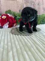 Miss Waves, a female Miniature Goldendoodle for sale in Montgomery, MI – 2 of 9