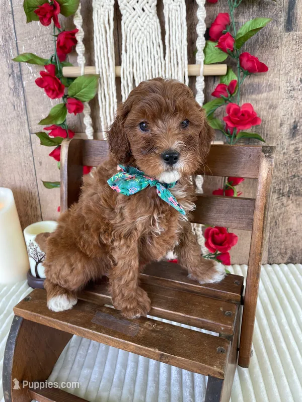 Mr. Jayden – Miniature Goldendoodle puppy for sale in Montgomery, MI