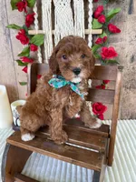 Mr. Jayden, a male Miniature Goldendoodle for sale in Montgomery, MI – 3 of 4