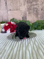 Miss Waves, a female Miniature Goldendoodle for sale in Montgomery, MI – 9 of 9