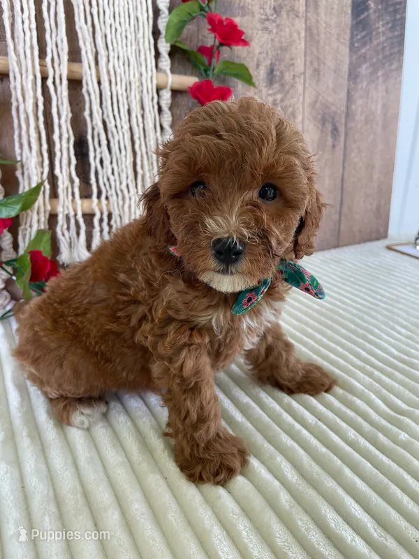 Mr. Cloudy – Miniature Goldendoodle puppy for sale in Montgomery, MI
