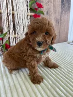 Mr. Cloudy, a male Miniature Goldendoodle for sale in Montgomery, MI – 1 of 4