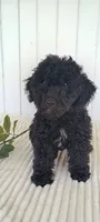 Miss Warbler, a female Miniature Goldendoodle for sale in Montgomery, MI – 10 of 10